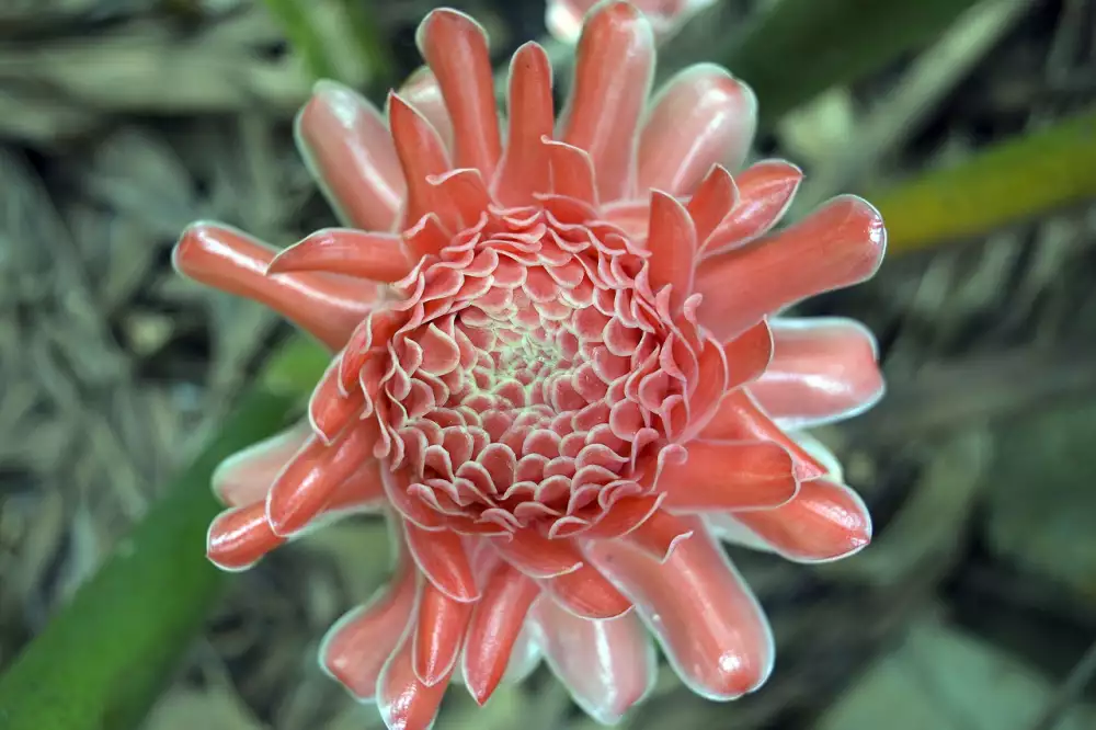 Galangal