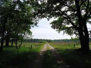 Americká Postel
